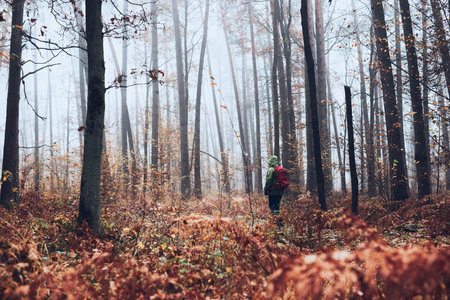 Woman with backpack wandering around a forest on autumn cold day. Back view of middle age active...