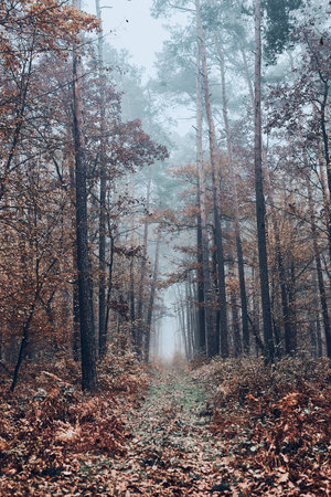 Forest path flooded with heavy fog. Nature landscape view of foggy forest in autumn season. Natural scene backgroundの写真素材
