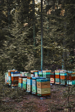 Apiary with hives in a forest natural environment. Copy space topの写真素材