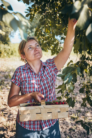 Woman picking cherries in orchard. Gardener working in garden. Farmer holding basket with ripe...