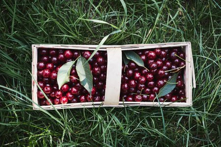 Ripe cherries in wooden basket on grass. Container full of fruits. View from above with copyspace