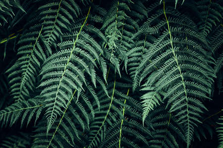 Fern leaves background. Close up of dark green fern leavesの写真素材
