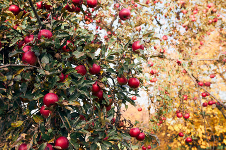 Apple tree with many ripe red juicy apples in orchard. Harvest time in countryside. Apple fresh healthy fruits ready to pick on fall seasonの写真素材