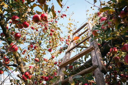 Apple tree with many ripe red juicy apples in orchard. Harvest time in countryside. Apple fresh healthy fruits ready to pick on fall seasonの写真素材