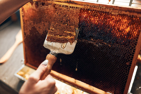 honey production. Working in apiary. Honeycomb from hive. Harvest time in apiary. Beekeeping as a hobby. agriculture productionの写真素材