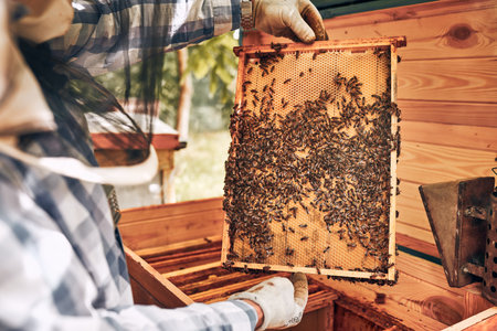 Beekeeper working in apiary. Drawing out the honeycomb from the hive with bees on honeycomb. Harvest time in apiary. Beekeeping as hobby. Agriculture productionの写真素材