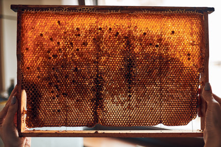 Close up of honeycomb with honey on it. Working in apiary. Harvest time in apiary. Beekeeping as hobby. Agriculture production. Natural backgroundの写真素材