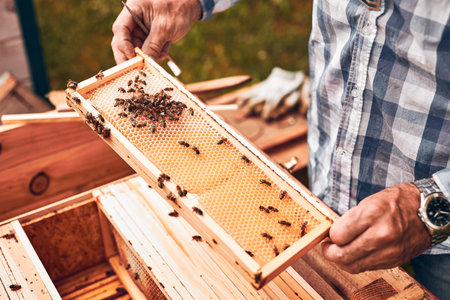 Beekeeper working in apiary. Drawing out the honeycomb from the hive with bees on honeycomb. Harvest...
