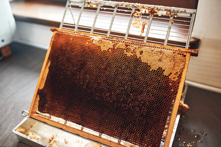 Honey production. Working in apiary. Honeycomb from hive. Harvest time in apiary. Beekeeping as hobby. Agriculture productionの写真素材