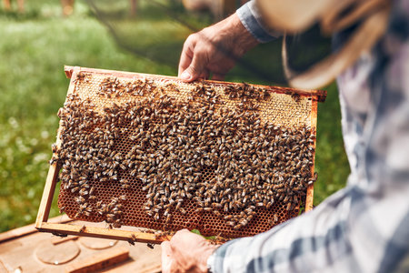 Beekeeper working in apiary. Drawing out the honeycomb from the hive with bees on honeycomb. Harvest...