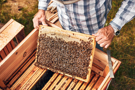 Beekeeper working in apiary. Drawing out the honeycomb from the hive with bees on honeycomb. Harvest...