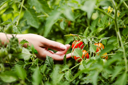 Ripe tomatoes in garden ready to harvest. The farmer hands checking tomatoes. Farmer works in a greenhouse. Harvest concept. Rural scene. Agricultural background. Tasty vegetableの写真素材