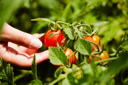 Ripe tomatoes in garden ready to harvest. The farmer hands checking tomatoes. Farmer works in a greenhouse. Harvest concept. Rural scene. Agricultural background. Tasty vegetableの写真素材