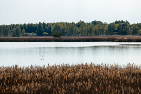Poleski National Park in Lublin Voivodeship, eastern Poland. Landscape of swamps, peat-bogs and forests. Scenic trails. Natural place to spend time close to nature.の写真素材