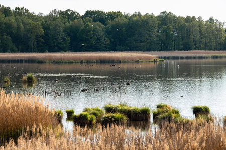 Poleski National Park in Lublin Voivodeship, eastern Poland. Landscape of swamps, peat-bogs and forests. Scenic trails. Natural place to spend time close to nature.の写真素材