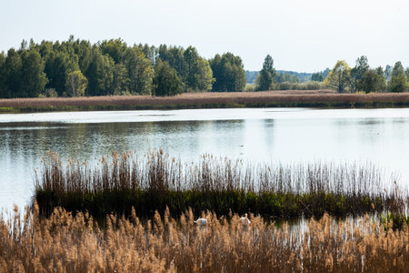 Poleski National Park in Lublin Voivodeship, eastern Poland. Landscape of swamps, peat-bogs and forests. Scenic trails. Natural place to spend time close to nature.の写真素材