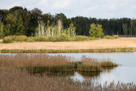 Poleski National Park in Lublin Voivodeship, eastern Poland. Landscape of swamps, peat-bogs and forests. Scenic trails. Natural place to spend time close to nature.の写真素材