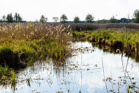 Poleski National Park in Lublin Voivodeship, eastern Poland. Landscape of swamps, peat-bogs and forests. Scenic trails. Natural place to spend time close to nature.の写真素材
