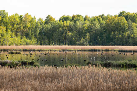 Poleski National Park in Lublin Voivodeship, eastern Poland. Landscape of swamps, peat-bogs and forests. Scenic trails. Natural place to spend time close to nature.の写真素材