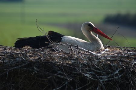 stork の写真素材