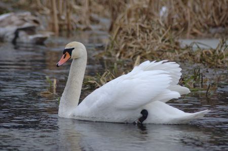 Mute Swan の写真素材