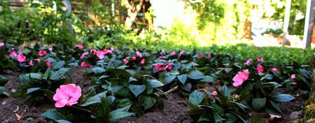 flowers in the sunshine.の写真素材