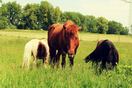 horses in the pasture.の写真素材