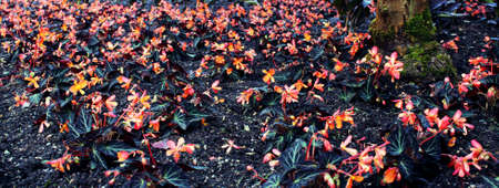 colorful flowers in our park.の写真素材