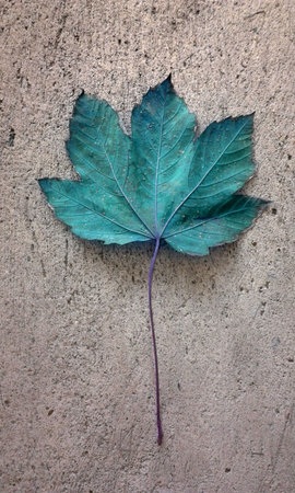 Blue sycamore maple leaf on a concrete surface in autumn