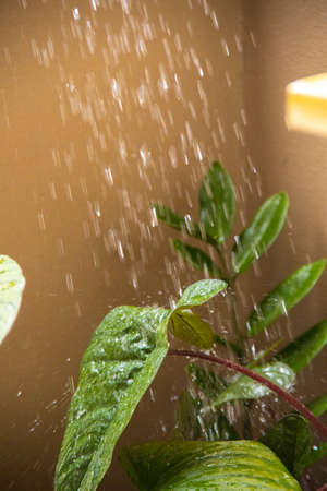 The  raining hits the green leaves.
à¸à¸à¸à¸µà¹à¸à¸à¸¥à¸à¸¡à¸²à¸à¸£à¸°à¸à¸à¸à¸±à¸à¹à¸à¹à¸¡à¹à¸ªà¸µà¹à¸à¸µà¸¢à¸§の写真素材