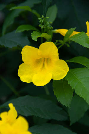 yellow flowers that bloom in summerの写真素材