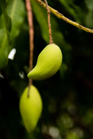 Mango is a sweet and sour fruit that usually bears fruit in the summer.の写真素材