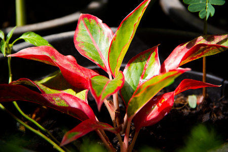 Plants are found in tropical forests.