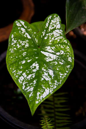 Plants are found in tropical forests.の写真素材
