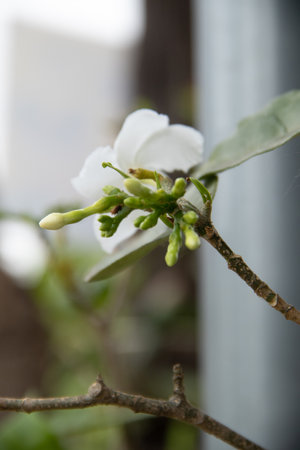 Plants are found in tropical forests.の写真素材