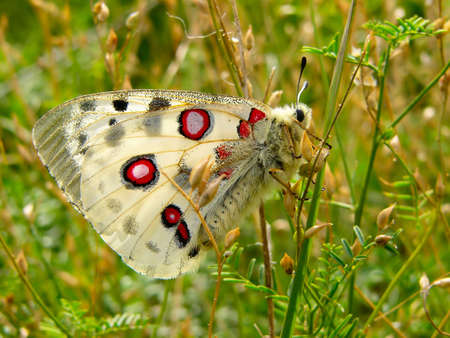 Parnassius nomion butterflyの写真素材