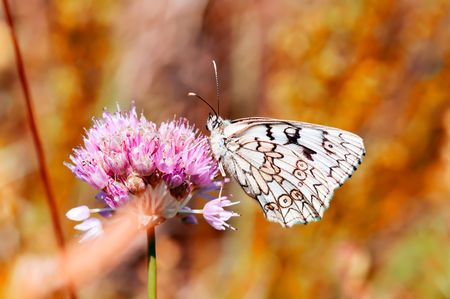 white butterfly on brown backgroundの写真素材