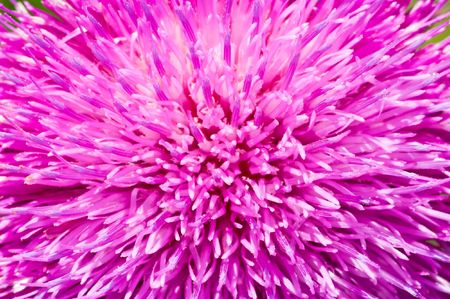 macro of thistle petals backgroundの写真素材
