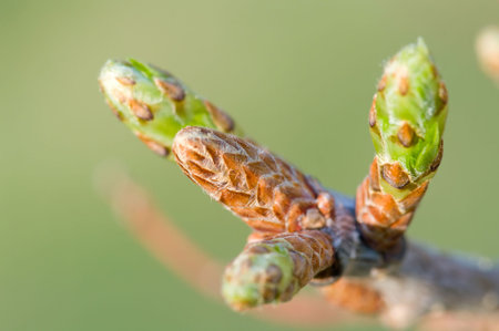 buts on the branch in perspective
