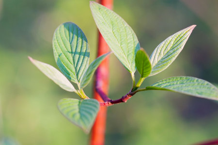 young leaves on the branch