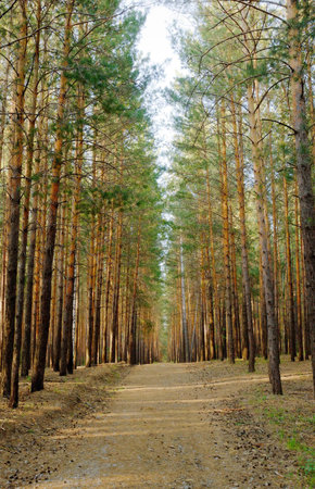 footpath in pine tree forestの写真素材