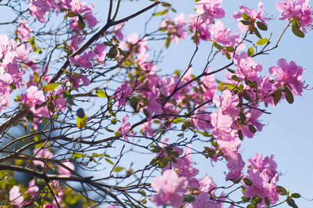 japan barberry flowers on blue sky
