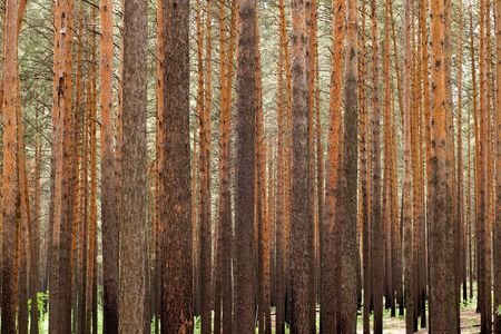 forest, pine tree trunks backgroundの写真素材