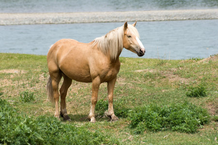 horse on meadow near riverの写真素材