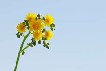 dandelion on blue sky backgoundの写真素材