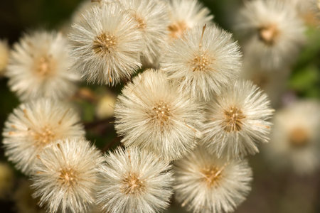 large group of small blowballs