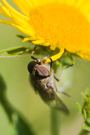 macro shot of gadfly on dandelion