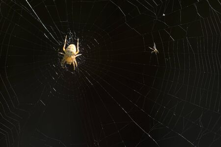 spider on the cobwed macro shotの写真素材
