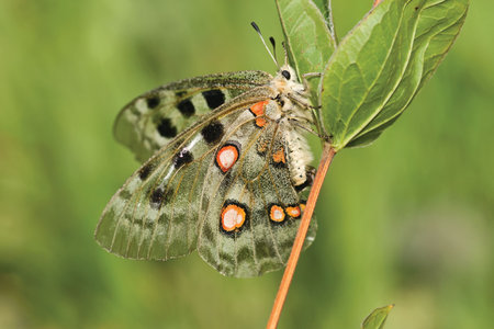 nomion butterfly sitting on the grassの写真素材
