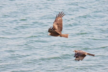 two eagles are flying under waterの写真素材